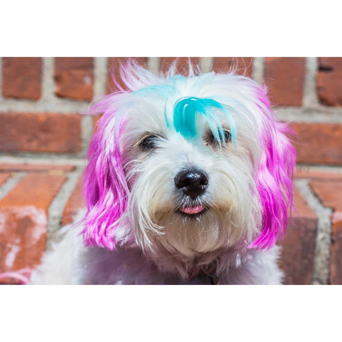 Semi Perm Coat Color Shampoo for Dogs I645