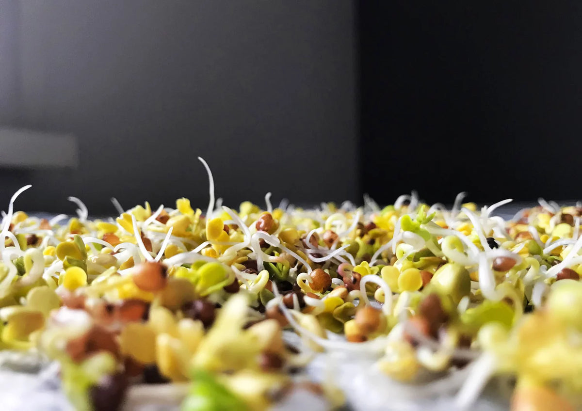 Organic Arugula Sprouting Seeds, 12 Pounds E5931
