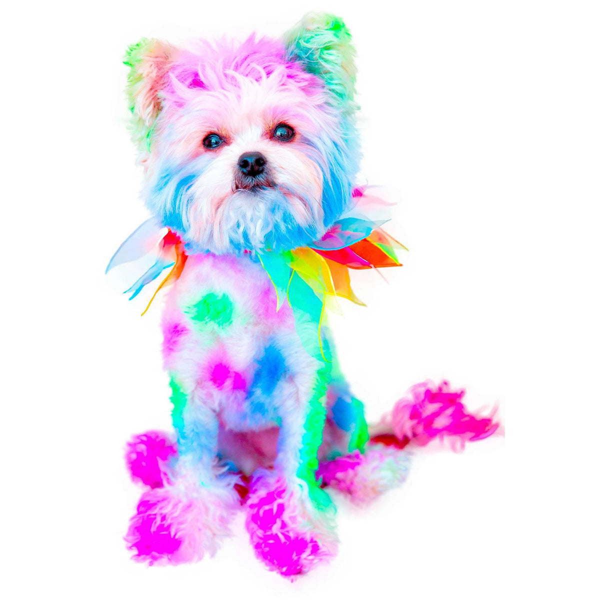 Semi Perm Coat Color Shampoo for Dogs I645